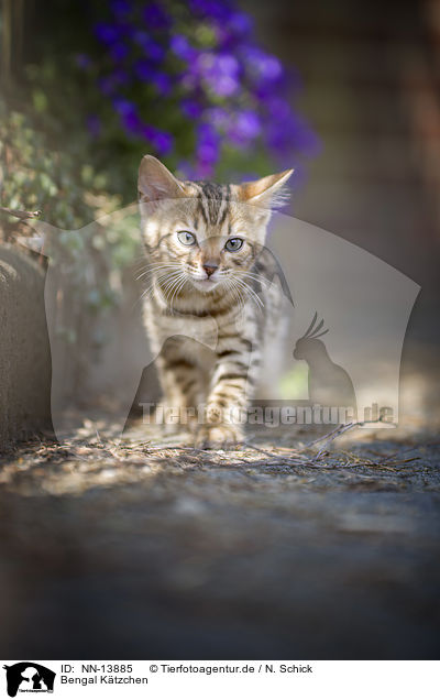 Bengal Ktzchen / Bengal Kitten / NN-13885