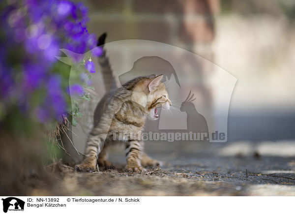 Bengal Ktzchen / Bengal Kitten / NN-13892