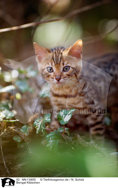 Bengal Ktzchen / Bengal Kitten / NN-13895
