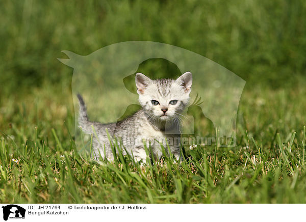 Bengal Ktzchen / Bengal Kitten / JH-21794