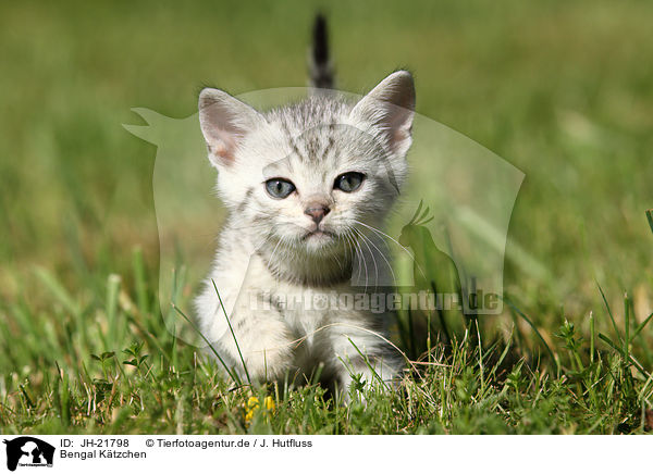 Bengal Ktzchen / Bengal Kitten / JH-21798
