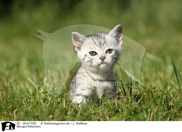 Bengal Ktzchen / Bengal Kitten / JH-21799