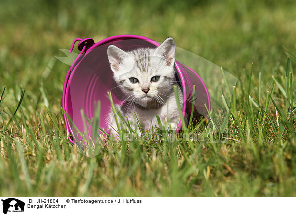 Bengal Ktzchen / Bengal Kitten / JH-21804