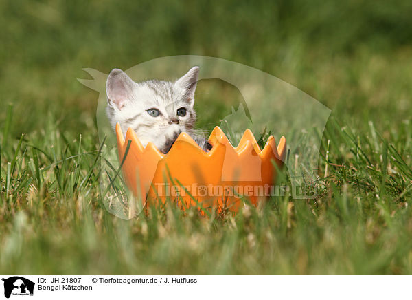 Bengal Ktzchen / Bengal Kitten / JH-21807