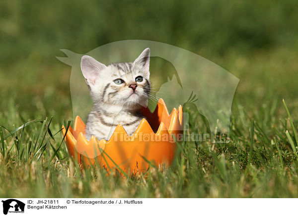 Bengal Ktzchen / Bengal Kitten / JH-21811