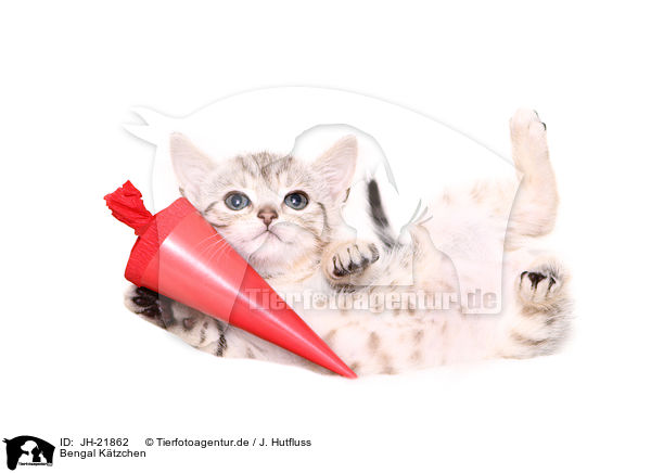 Bengal Ktzchen / JH-21862