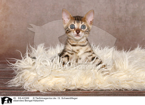 sitzendes Bengal Ktzchen / sitting Bengal Kitten / SS-42389