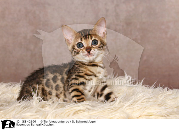 liegendes Bengal Ktzchen / lying Bengal Kitten / SS-42396