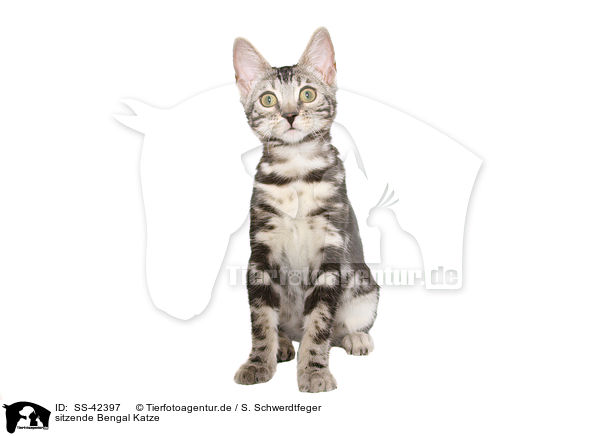 sitzende Bengal Katze / sitting Bengal Cat / SS-42397