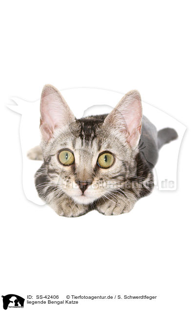 liegende Bengal Katze / lying Bengal Cat / SS-42406