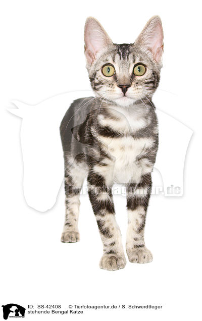 stehende Bengal Katze / standing Bengal Cat / SS-42408