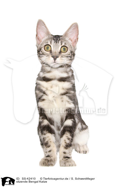 sitzende Bengal Katze / sitting Bengal Cat / SS-42410