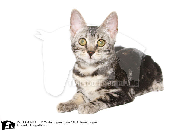 liegende Bengal Katze / lying Bengal Cat / SS-42413