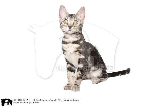 sitzende Bengal Katze / sitting Bengal Cat / SS-42414