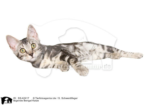 liegende Bengal Katze / SS-42417