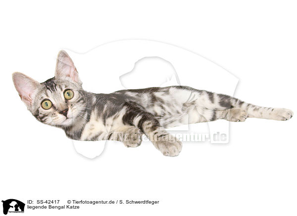 liegende Bengal Katze / lying Bengal Cat / SS-42417