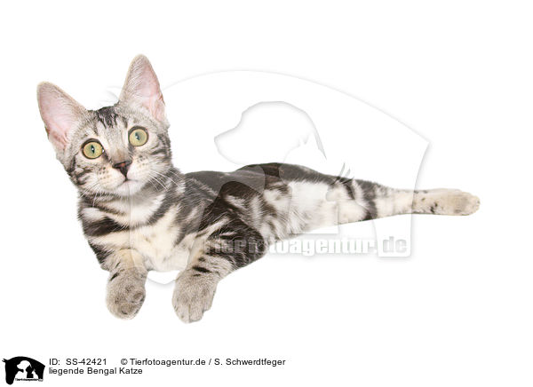 liegende Bengal Katze / lying Bengal Cat / SS-42421