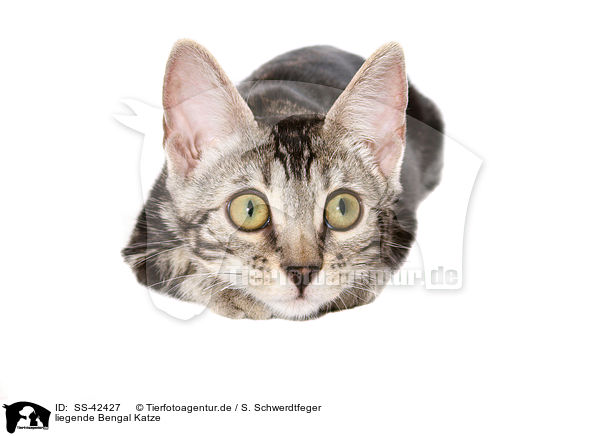 liegende Bengal Katze / lying Bengal Cat / SS-42427