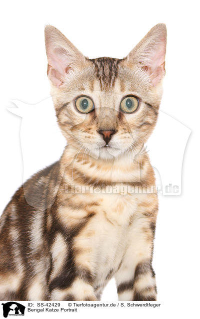Bengal Katze Portrait / SS-42429