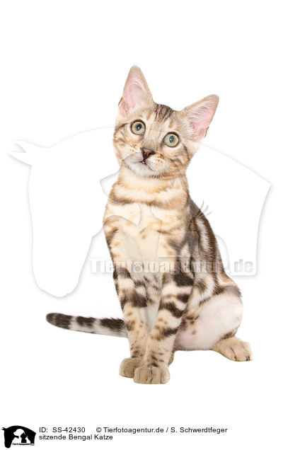 sitzende Bengal Katze / SS-42430