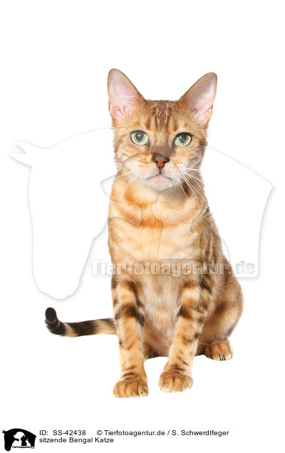 sitzende Bengal Katze / SS-42438