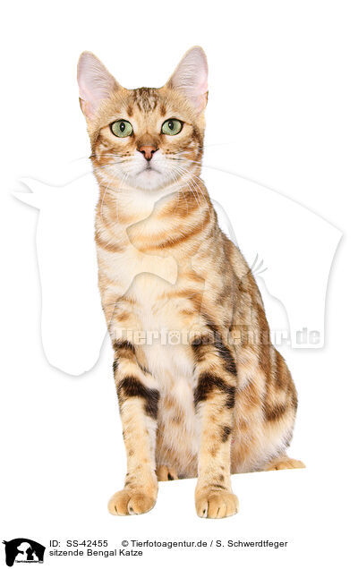 sitzende Bengal Katze / SS-42455