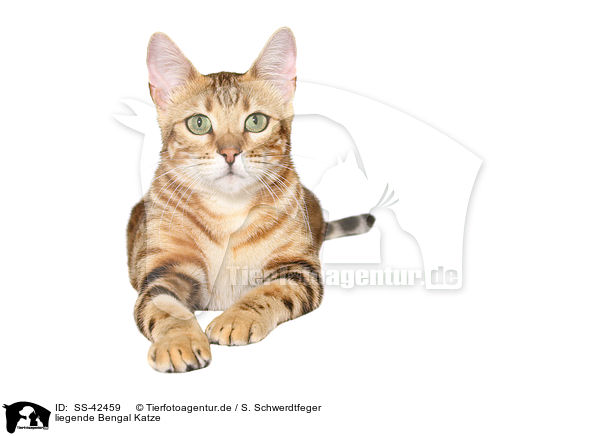 liegende Bengal Katze / SS-42459