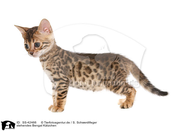 stehendes Bengal Ktzchen / SS-42466