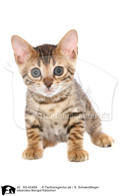 sitzendes Bengal Ktzchen / sitting Bengal Kitten / SS-42468