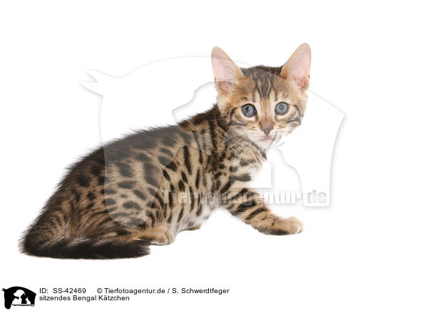 sitzendes Bengal Ktzchen / SS-42469