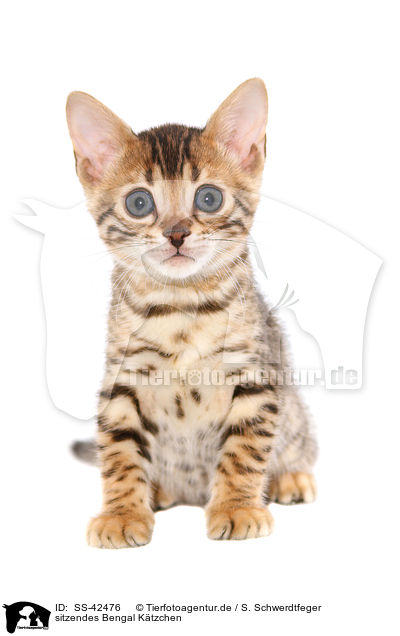 sitzendes Bengal Ktzchen / SS-42476