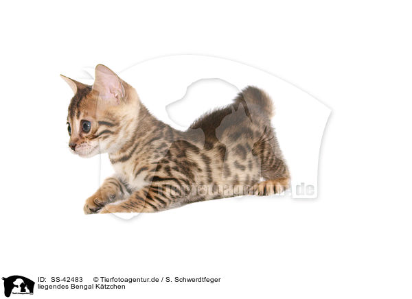 liegendes Bengal Ktzchen / SS-42483