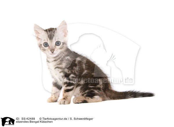 sitzendes Bengal Ktzchen / sitting Bengal Kitten / SS-42488
