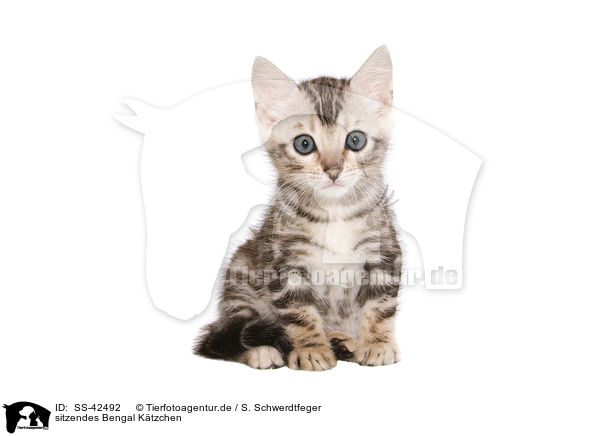 sitzendes Bengal Ktzchen / sitting Bengal Kitten / SS-42492
