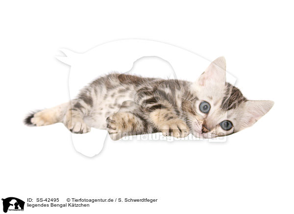 liegendes Bengal Ktzchen / lying Bengal Kitten / SS-42495