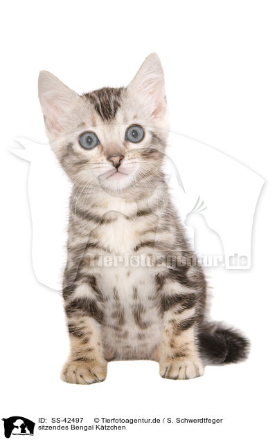 sitzendes Bengal Ktzchen / sitting Bengal Kitten / SS-42497