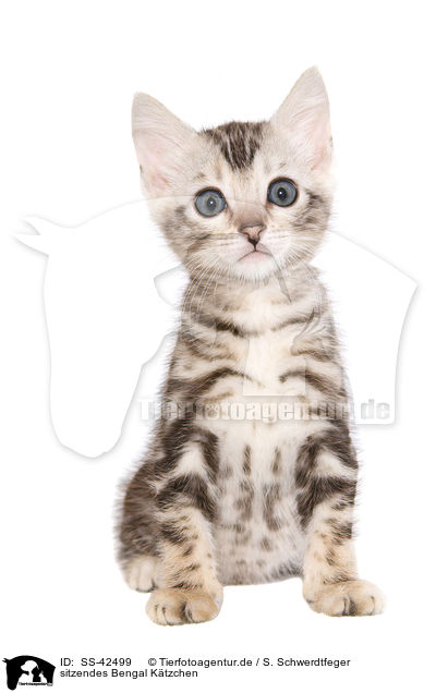 sitzendes Bengal Ktzchen / sitting Bengal Kitten / SS-42499