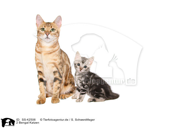 2 Bengal Katzen / SS-42506