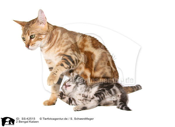 2 Bengal Katzen / 2 Bengal Cats / SS-42515