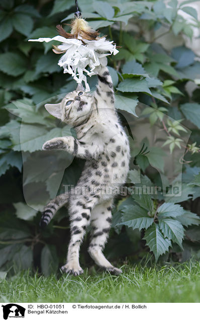 Bengal Ktzchen / Bengal Kitten / HBO-01051