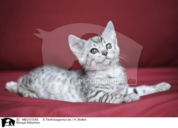 Bengal Ktzchen / Bengal Kitten / HBO-01058