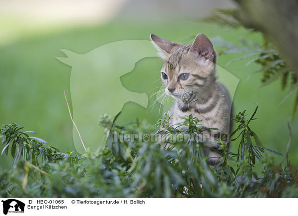 Bengal Ktzchen / Bengal Kitten / HBO-01065