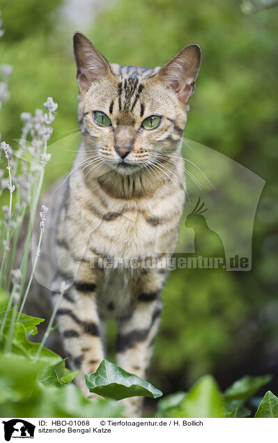 sitzende Bengal Katze / sitting Bengal Cat / HBO-01068