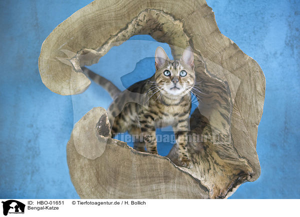 Bengal-Katze / Bengal cat / HBO-01651