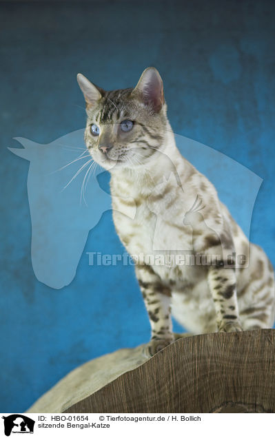 sitzende Bengal-Katze / sitting Bengal cat / HBO-01654