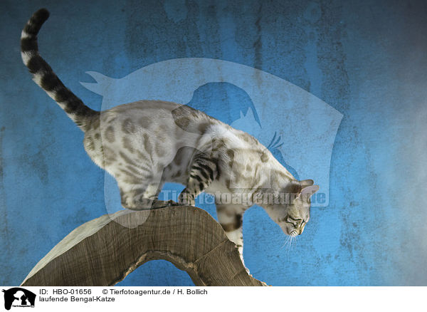 laufende Bengal-Katze / walking Bengal cat / HBO-01656