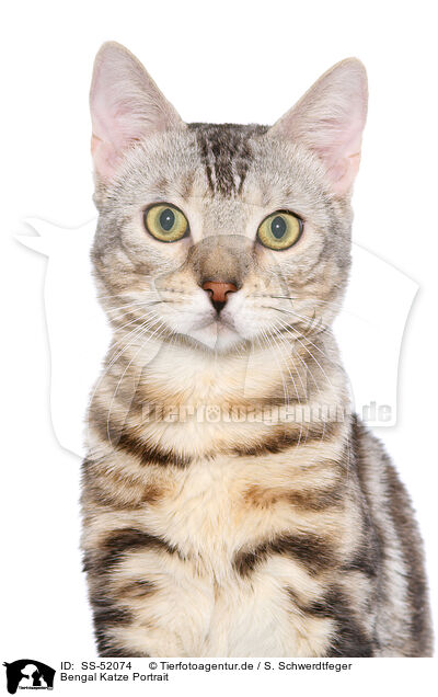 Bengal Katze Portrait / SS-52074