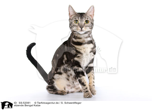 sitzende Bengal Katze / SS-52081