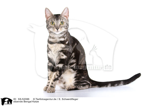 sitzende Bengal Katze / SS-52086