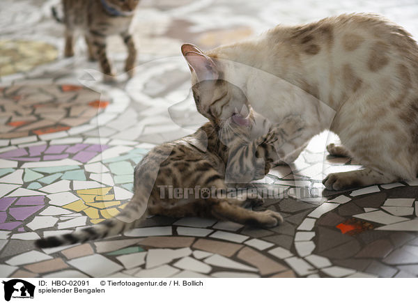 spielender Bengalen / playing Bengal Cats / HBO-02091